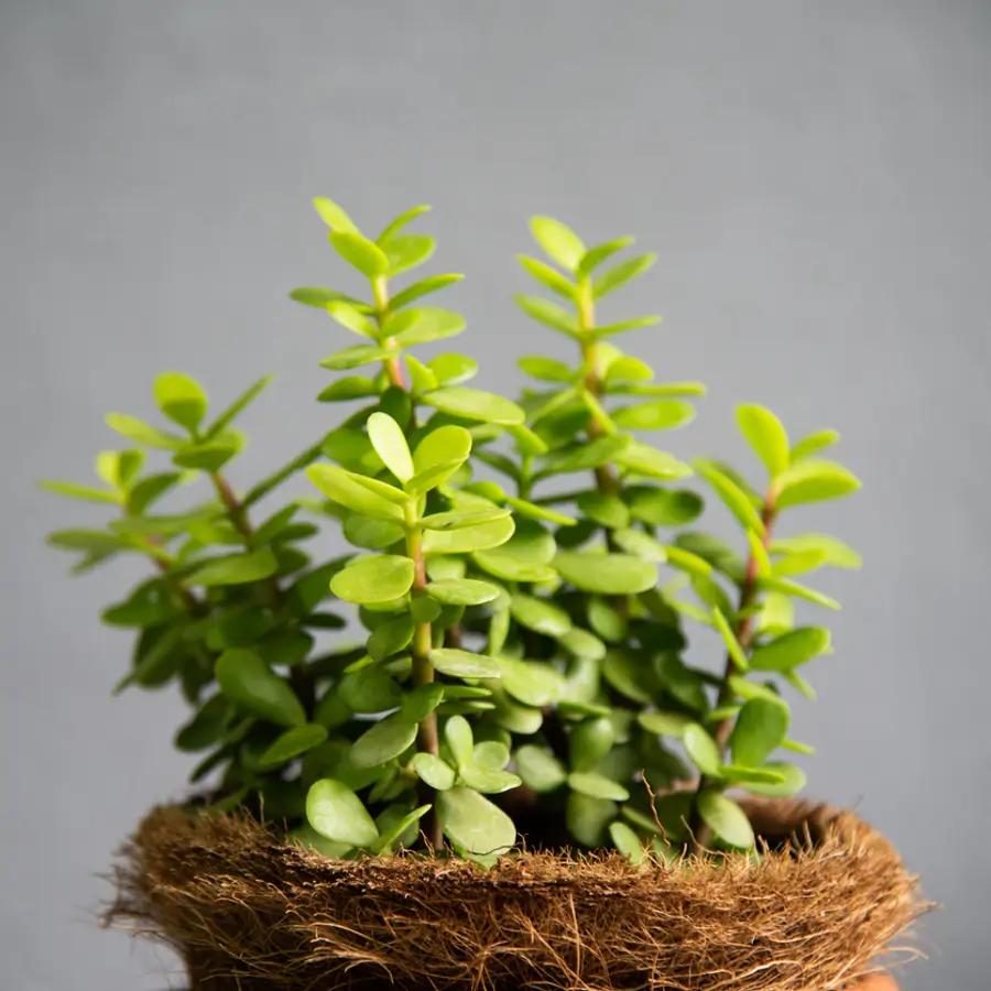 Portulacaria afra