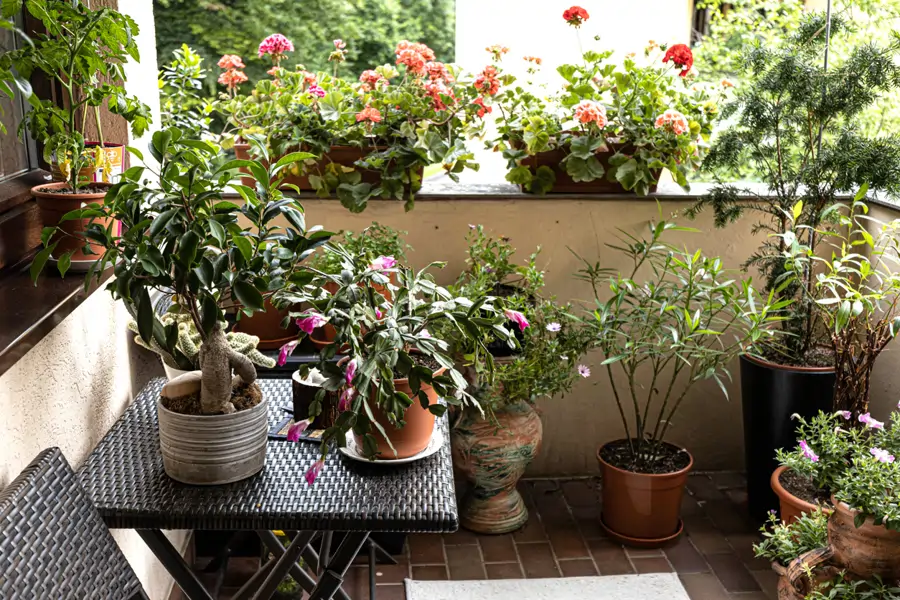 Balcón lleno de plantas