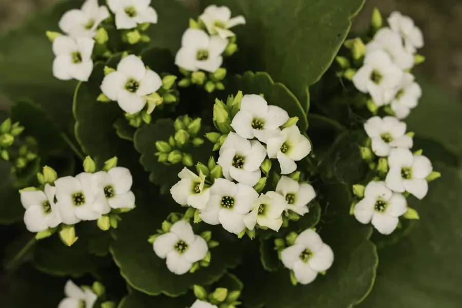KALANCHOE BLOSSFELDIANA