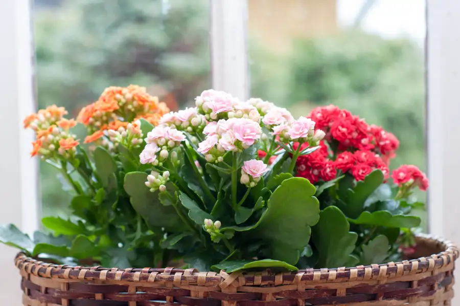 KALANCHOE BLOSSFELDIANA Calandiva