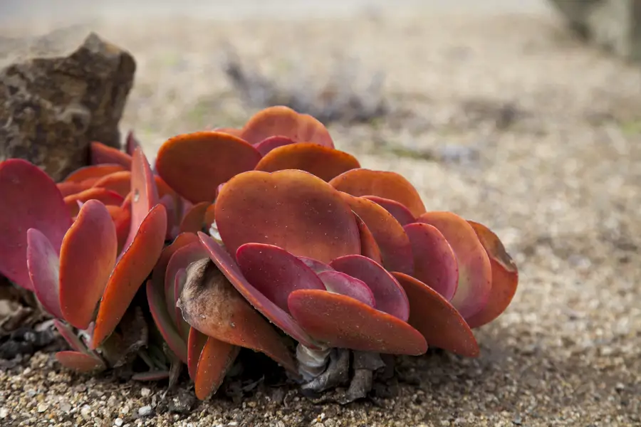 KALANCHOE  LUCIAE