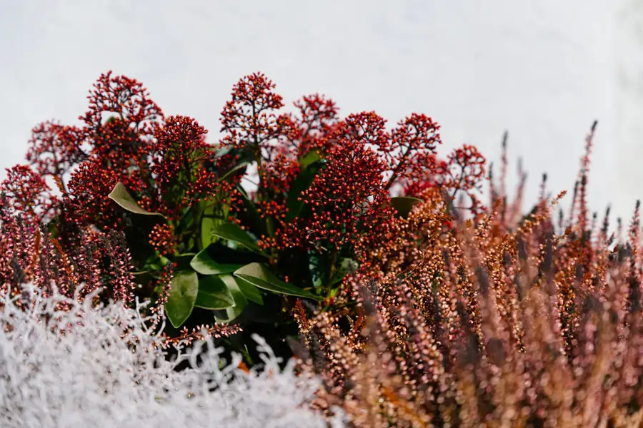 Skimmia