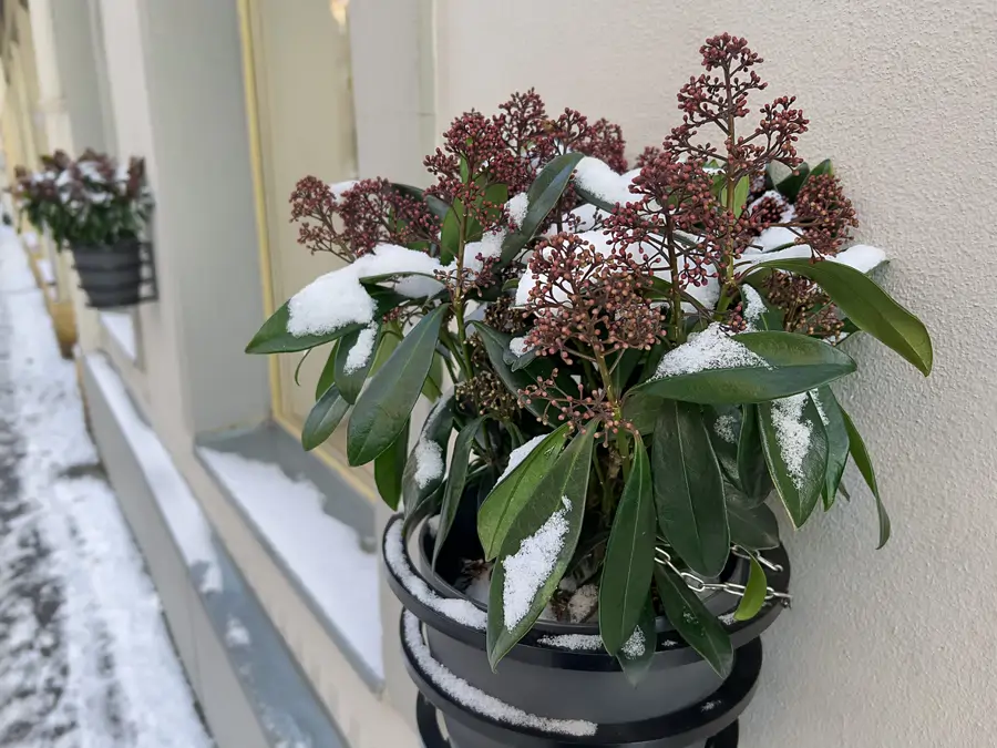 Skimmia japonica