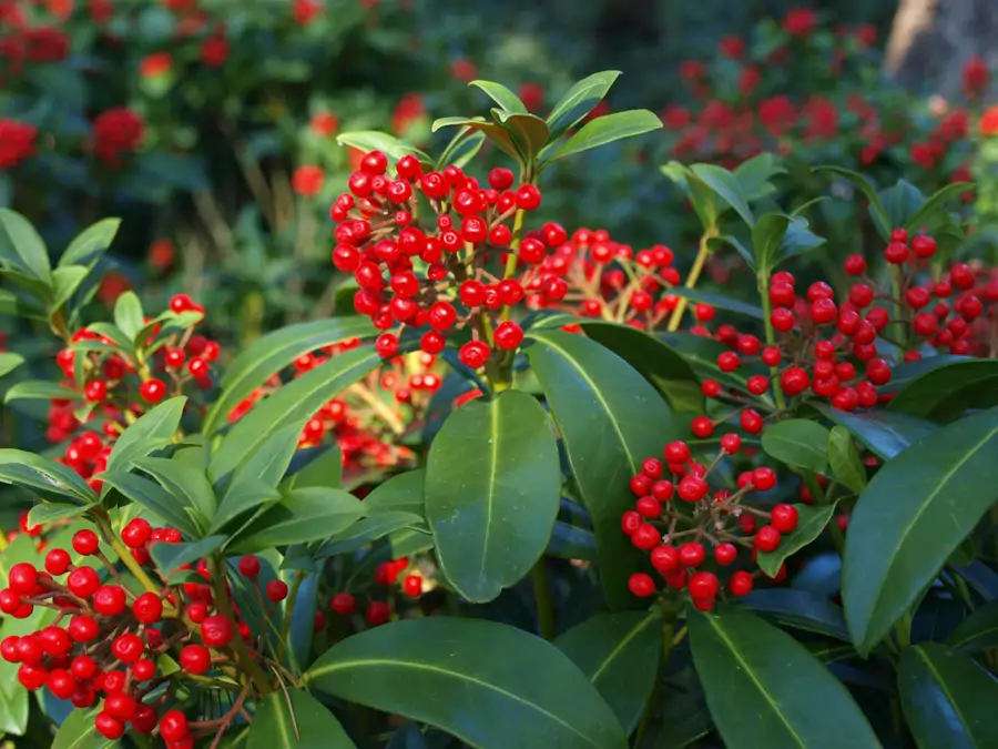 Skimmia con frutos