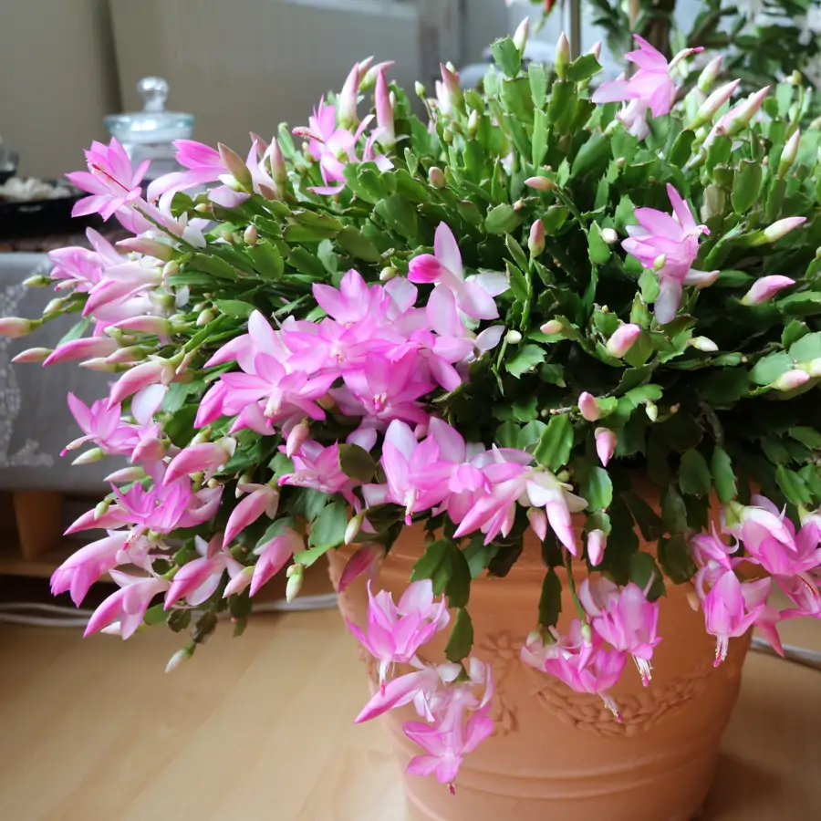 iStock Schlumbergera
