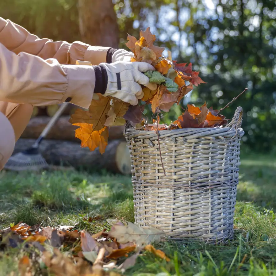 Cesto de hojas secas